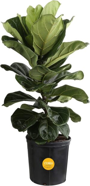 Amazon Costa Farms Fiddle Leaf Fig Tree, Live Indoor Ficus Lyrata Floor Plant, Tropical Houseplant